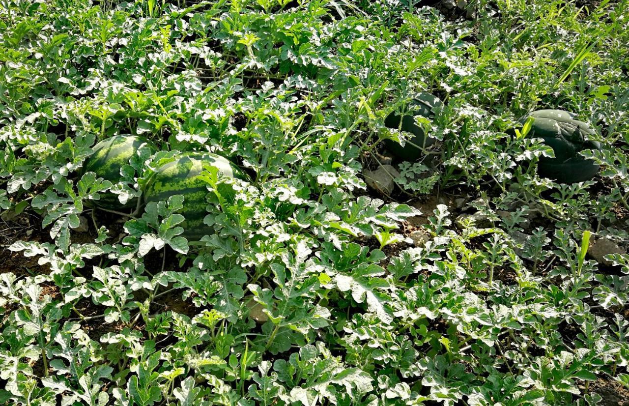 Agropensiunea Valea Fagilor Luncavita Exterior photo